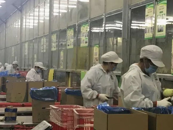 【城事】冬奧餐桌上有咱平度菜！平度企業(yè)供應(yīng)40多噸圓蔥